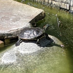 Meet your Posher, Annette